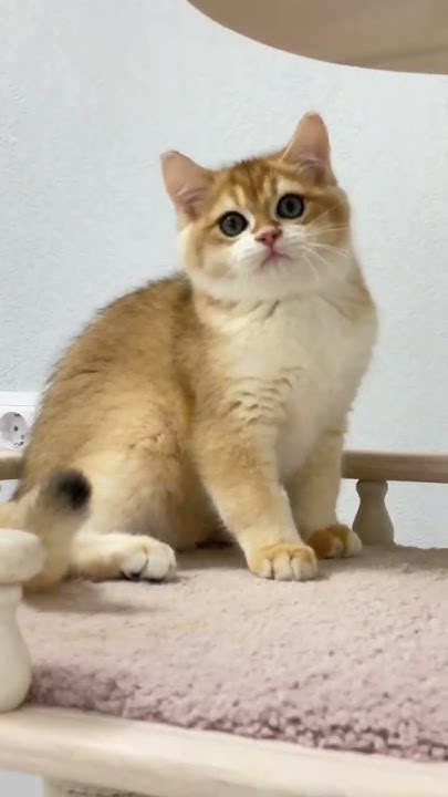 Британский короткошерстный котик, окрас золотая шиншилла, 3,5 месяца ...