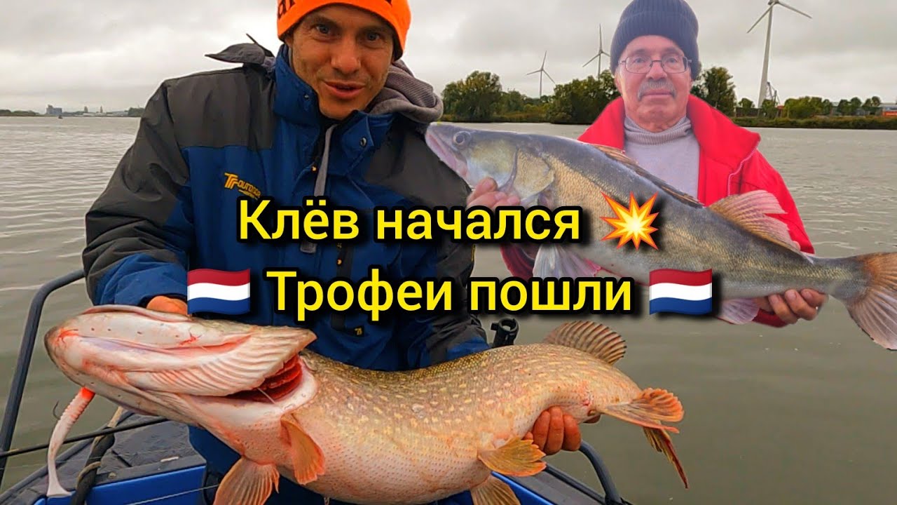 Хороший клёв начался! Много судаков и огромных щук — рыбалка в Голландии!