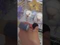 The owner brought fruit to his parrot, but it took a few bites.#birds #parrot #parrots #pets #shorts