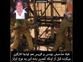 میدونستی توی توی فیلم جو درت