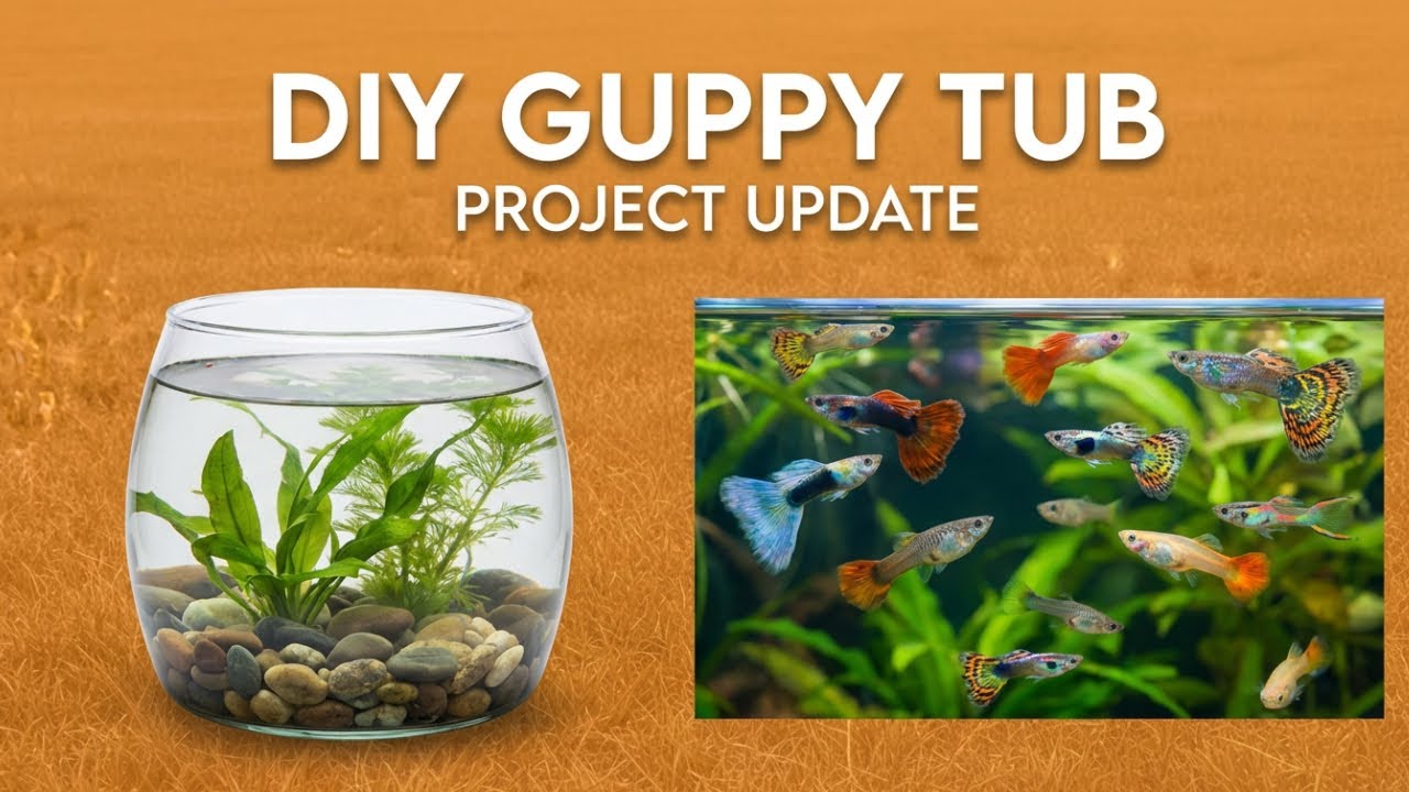 Outdoor Oasis: My DIY Guppy Tub Project Update