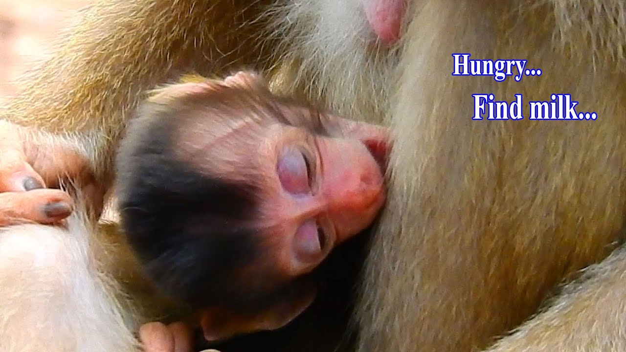 New baby Brady crying hungry milk...but he can't ...so pitiful Brady!