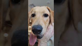 No music, just the chomping and chattering of teeth. #labrador #labradorlovers