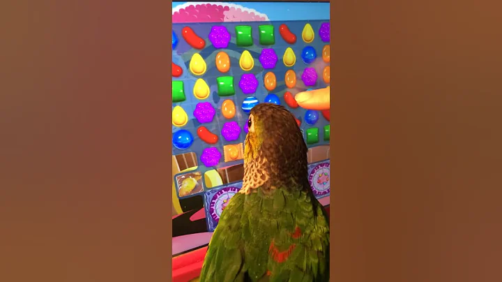 Black capped conure playing candy crush