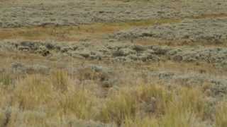 Maman Ours Et Ses 3 Bébés