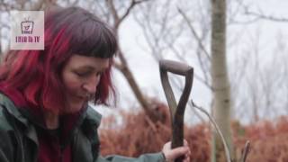 How to plant a tree. Planting trees and saplings