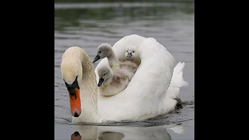 Swans with chicks. Protecting your chicks!   /   Лебеди с Лебедятами. Защита своих птенцов!