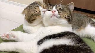 大きくなってもパパ猫に甘えまくる息子猫