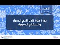 دورة حياة خلايا الدم الحمراء والصفائح الدموية