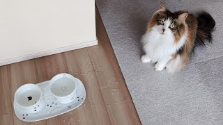 Too cute!  Siberian cat in trouble for spilling water.