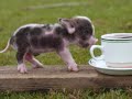 Cute Piggies
