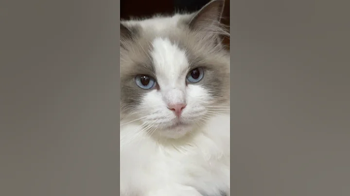 Watch the video about I&rsquo;m watching you, don&rsquo;t be anxious! #cat #ragdolls