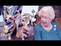 Consolation for Queen! Late monarch&#39;s dogs get new homes - Royal Insider