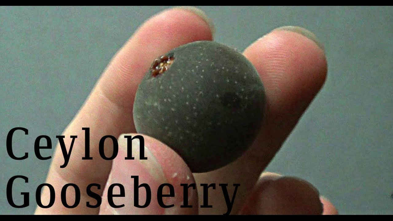 Ceylon Gooseberry - Weird Fruit Explorer in Malaysia Ep. 45