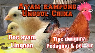 Review ayam lingnan (ayam kampung unggul dari China)