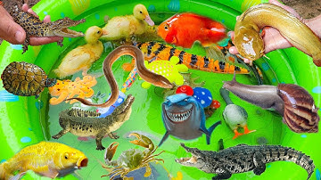 Câu Cá Dưới Ao Bèo Cùng Thỏ Vlog, Tìm Kiếm Các Con Vật Ngoài Vườn