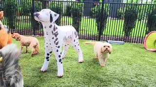 INFLATABLE DOGS
