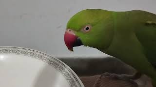 Mithu is Taking her Breakfast/angry parrot