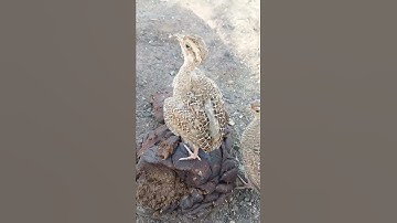 😎Teetar Ke Bache Ki Aawaz🥰