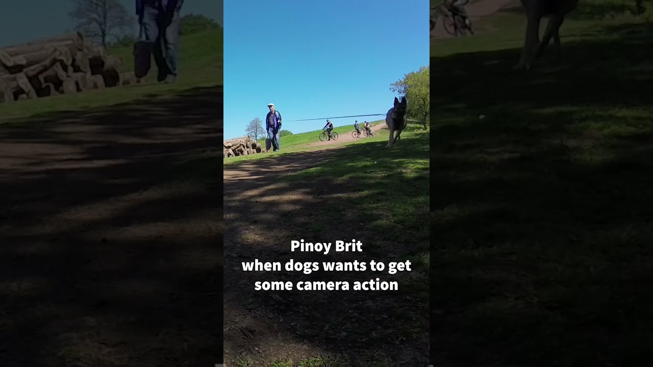 DOGS love to be on camera!  Clent Hills MTB  Pinoy Brit #shorts 