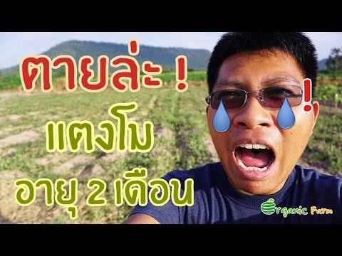 ตายล่ะ ! แตงโมอายุ 2 เดือน