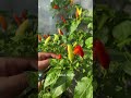 Satisfying Garden Harvest Cucumber, Eggplant, Lemon &amp; More! 🥒🍆🍋 #Shorts