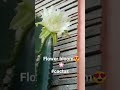first ever cactus flower bloomed after 5 years.. so lovely😍🌵