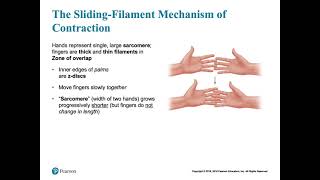 SARCOMERE STRUCTURE