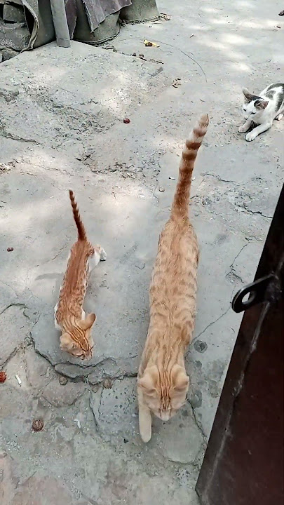 https://s.snackvideo.com/p/o50zPdwr