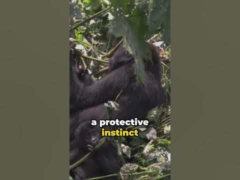 Battle between Leopard and Gorilla: Who Wins? #animals #animalwonders #