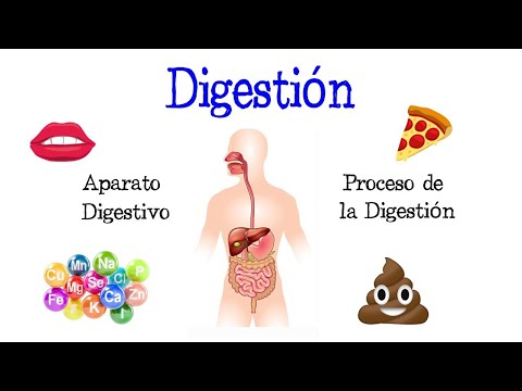 Video: ¿Cuándo tiene lugar la ingestión?