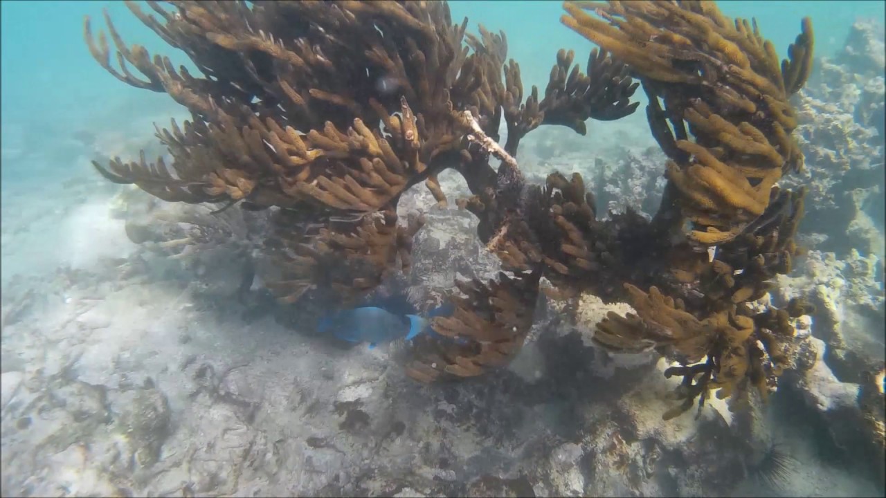 Grand Oasis Tulum, Mexico Snorkeling