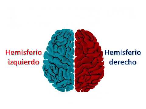 El hemisferio izquierdo del cerebro