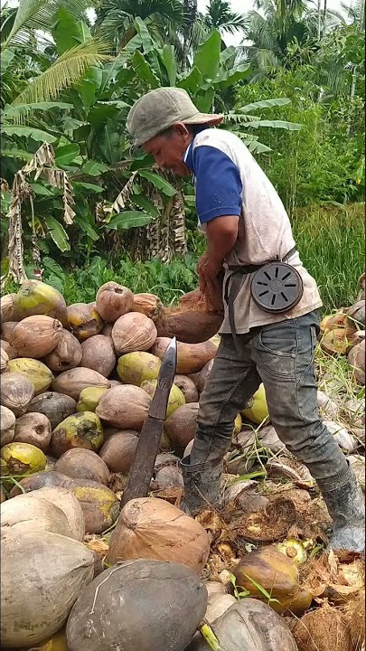Cara Nyulak atau Ngupas Kelapa dengan Mudah