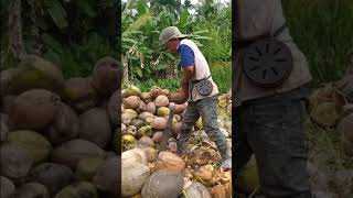 Cara Nyulak atau Ngupas Kelapa dengan Mudah