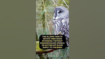 How do owls turn their heads almost 360 degrees? #animals #shorts