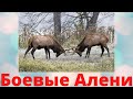 Боевые Алени \ Как не стать жертвой одержимого животного