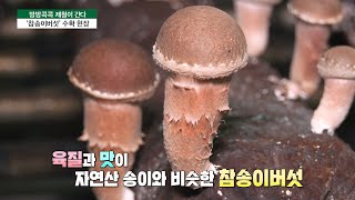 [방방콕콕 제철이 간다] 면역력 높이는 ‘참송이버섯’