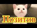 Забавные кошки. Позитив. Создай себе хорошее настроение