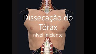 Dissecação tórax (nível iniciante)