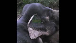 A Family Of Elephants Fell Into The Well | ゾウの家族が井戸に落ちた | Elephant | Baby Elephant #Shorts