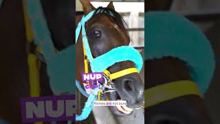 Say NUP to the cruelty of horseracing! #horseracingkills #nuptothecup
Join the movement of kindness! Hold your own Nup to the Cup event for your friends & family or Join an event near you! Visit nuptothecup.org #nuptothecup #horseracingkills Say NUP to the cruelty of horseracing! #horseracingkills #nuptothecup