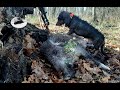 Searching for wild boar and hind with dog - Hunting with dog