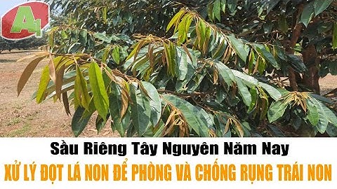 SẦU RIÊNG TÂY NGUYÊN NĂM NAY - Xử lý đọt lá non để phòng và chống rụng trái non | A1 TV