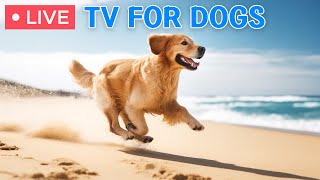 🔴 Dog Music🎵Prevent Boredom of Dogs & Dog Calming Music🐶🩷Separation Anxiety Music for Relaxation