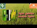 நெல் துங்ரோ வைரஸ் அறிகுறிகள் மற்றும் கட்டுப்படுத்தும் முறைகள் Rice Tungro virus control