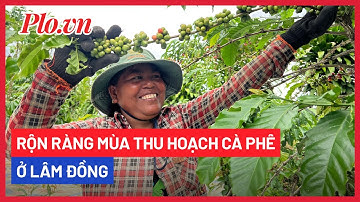 Từ Sóc Trăng lên Lâm Đồng hái cà phê thuê - PLO
