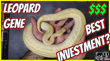 LEOPARD BALL PYTHONS! THE SINGLE BEST GENE TO INVEST IN?