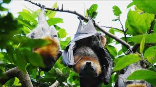 Watch These Beetle Bots Keep Flying Even After Crashing Into Poles.