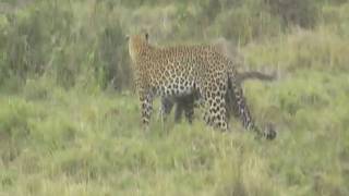 Leopard calling cub